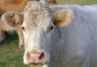 Photo: Beef Beef