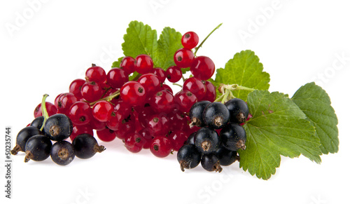 Photo: juicy currant juicy currant