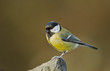 Great tit