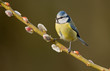 Blue tit on a willow twig