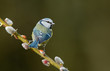 Blue tit on a willow twig