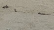 Video: oiseaux faisant leur toilette dans le sable oiseaux faisant leur toilette dans le sable