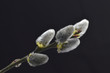 Goat willow against black Background