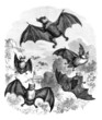 Illustration: Bats - Chauve-Souris - Fledermaus Bats - Chauve-Souris - Fledermaus