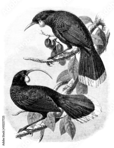 Illustration: Pair : Birds (Neomorpha Gouldii) Pair : Birds (Neomorpha Gouldii)