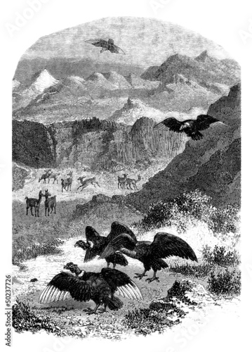 Illustration: Andes Animals : Condor & Llama Andes Animals : Condor & Llama
