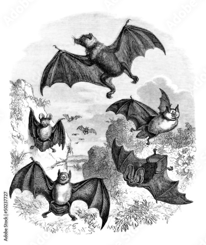 Illustration: Bats - Chauve-Souris - Fledermaus Bats - Chauve-Souris - Fledermaus