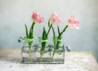 Photo: Rosa Tulpen Rosa Tulpen