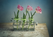 Foto: Rosa Tulpen Rosa Tulpen