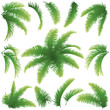 Branches of palm trees