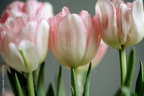 Photo: Rosa Tulpen Rosa Tulpen