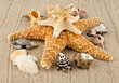 cockleshells and stone