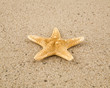 starfish