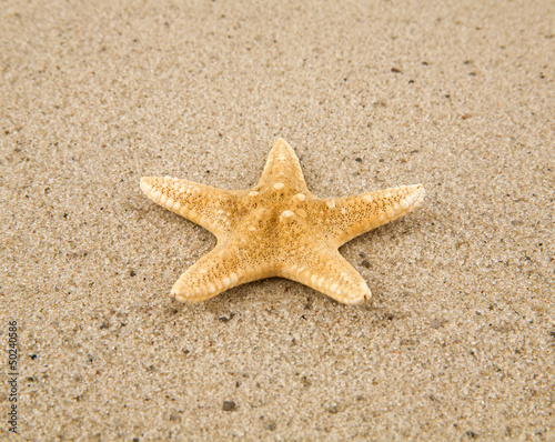 Photo: starfish starfish