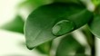 drops on plant