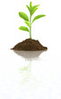 plantule de citronnier