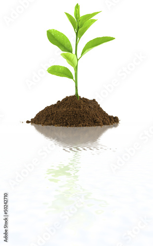 Photo: plantule de citronnier plantule de citronnier