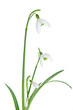 Spring snowdrops isolated on white