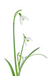 Spring snowdrops isolated on white