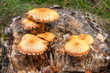 Orange fungus on tree