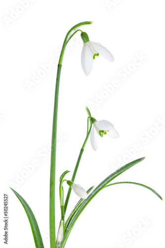 Photo: Spring snowdrops isolated on white Spring snowdrops isolated on white