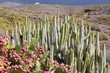 Canary Islands - Opuntia dilenii and Euphorbia canariensis