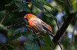 Foto: House Finch House Finch