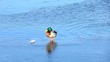 Mallard duck