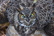 Foto: Great Horned Owl Great Horned Owl