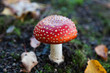 Red Amanita