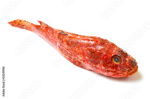 Photo: Redfish isolated on white background Redfish isolated on white background