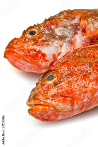 Photo: Redfish Redfish
