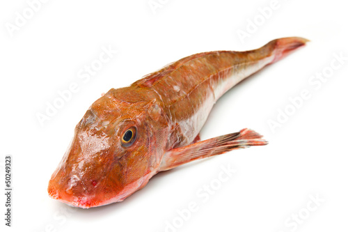 Photo: Redfish Redfish