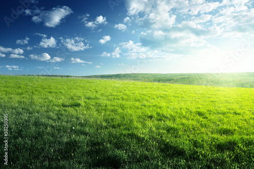 Photo: field of spring grass and forest field of spring grass and forest