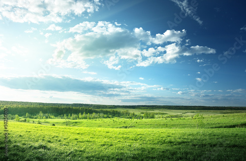 Photo: field of spring grass and forest field of spring grass and forest