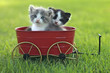 Kittens Outdoors in Natural Light