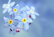 Foto: Forget-me-not flower over blue Forget-me-not flower over blue