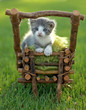 Baby Kitten Outdoors in Grass