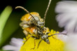 Blister Beetle Mating
