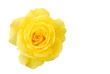 canvas print picture - Rose