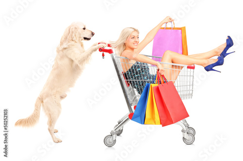 Photo: White retriever dog pushing a woman with shopping bags in a cart White retriever dog pushing a woman with shopping bags in a cart