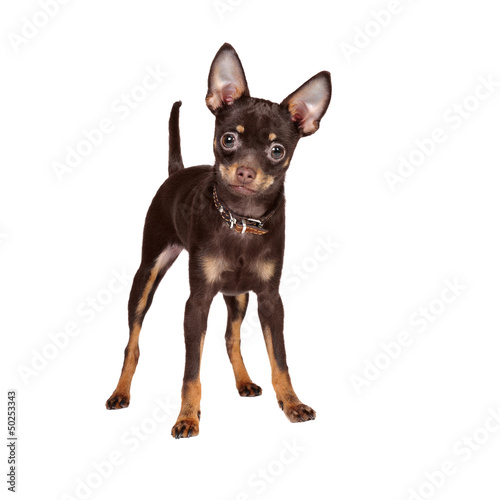 Photo: Russian Toy Terrier in studio Russian Toy Terrier in studio