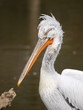 Head of dalmatian pelican - pelecanus crispus