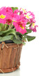 Beautiful pink primulas in wooden basket, isolated on white