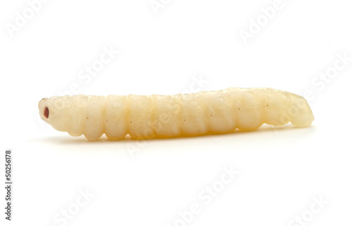 Photo: Beetle Larva Beetle Larva