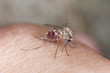 Mosquito sucking blood, macro photo