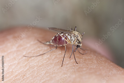 Photo: Mosquito sucking blood, macro photo Mosquito sucking blood, macro photo