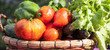panoramic view of wet vegetables