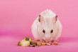 hamster