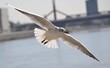 Seagull
